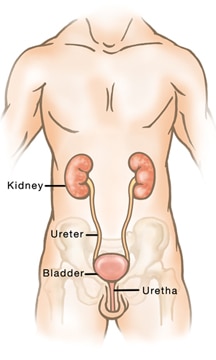sistema urinário - corpo masculino
