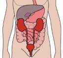 O sistema urinário