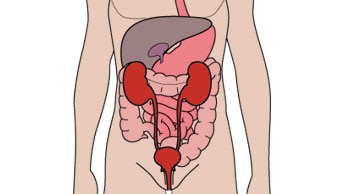 O sistema urinário