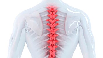 Por que a medula espinhal é importante?